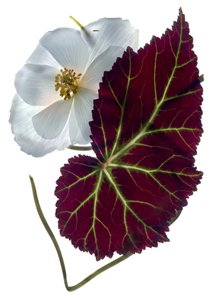 Begonia Blanca